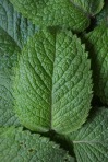 aromatherapy recipes, easy aromatherapy, diy skincare recipes, peppermint, peppermint essential oil // MeredithTested.wordpress.com