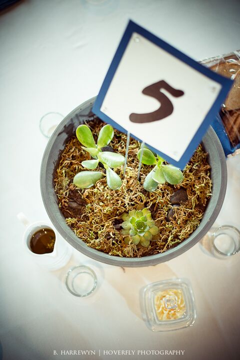 succulent center pieces